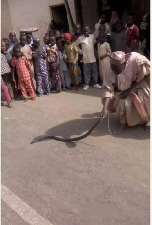 See Old Man Seen Playing with Poisonous Snake in Front of Children in Zamfara (Photos)